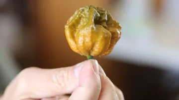 Meet Pepper Xey, the most burning pepper in the world