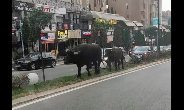 Kishku y búfalo en el centro de Pristina: Vista tocando el 1990 ' s