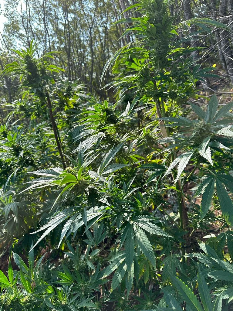 La policía encuentra 20.000 plantas de cannabis en Kostare