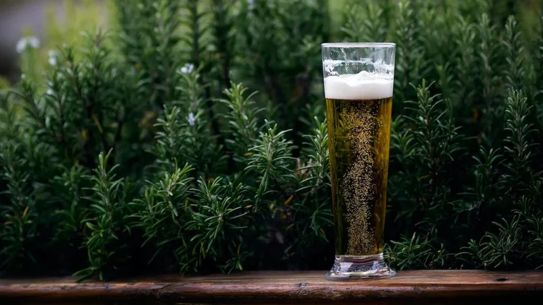 La cerveza es mejor que los probióticos