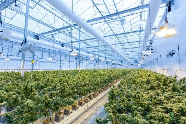 Due albanesi e 3 olandesi arrestati dopo aver stabilito piantagioni di cannabis in Germania