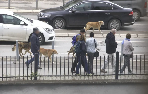 Edhe një person sulmohet nga qenët endacak në Prishtinë