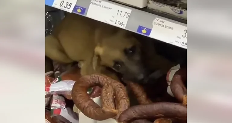 Es ist seltsam! Der Hund geht dazu, Wurst in einem Markt in Ferizaj zu essen