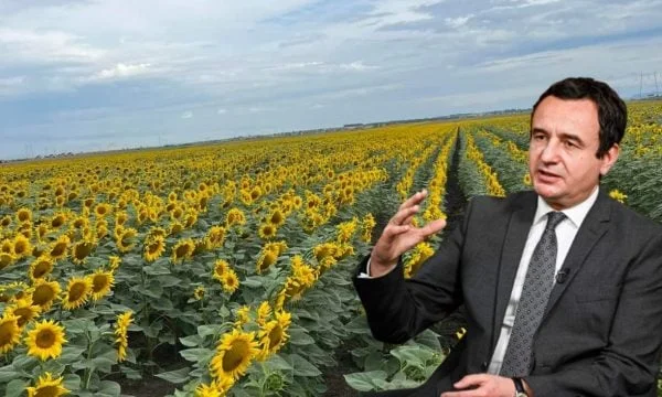 Kurti: Sonnenblumen, Strategische Kultur