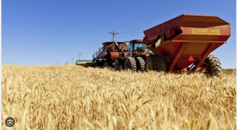 Kosovo this year much more dependent on wheat import