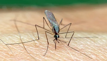 Learn what attracts mosquitoes most