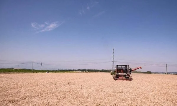 Harvesting Ends, Most Farmers Still Didn't Receive subsidies