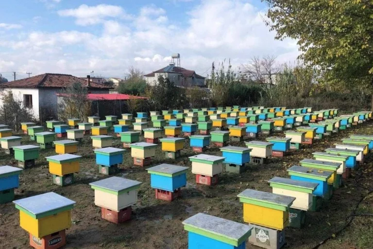 Llapjanit i vjedhin 300 kilogramë mjaltë dhe 31 koshere me bletë, policia po vazhdon hetimet