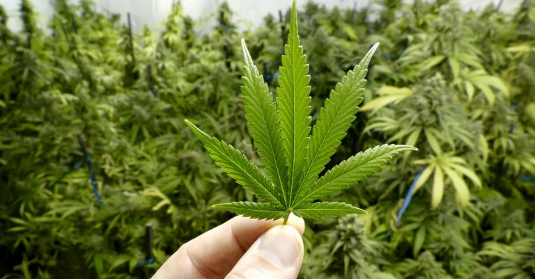 Albania Approves Law on Cultivating Canabis for Medical Purpose