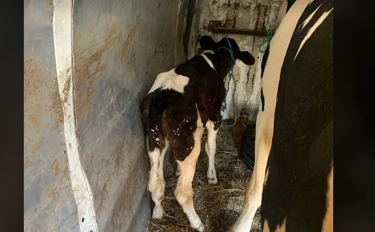Kosovo Polizeiverbot Schmuggel zwei Kühe und ein Rindfleisch (FOTO)