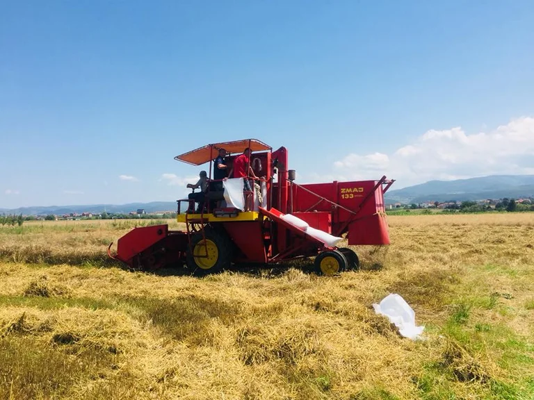 Un 45% menos de grano este año