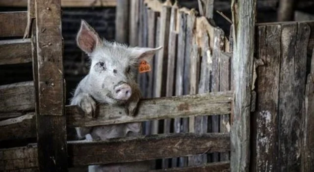 AUV: Il Pig Plague africano è apparso in Kosovo