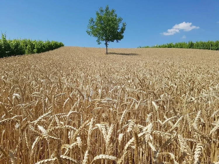 La sottomissione degli agricoltori inizia