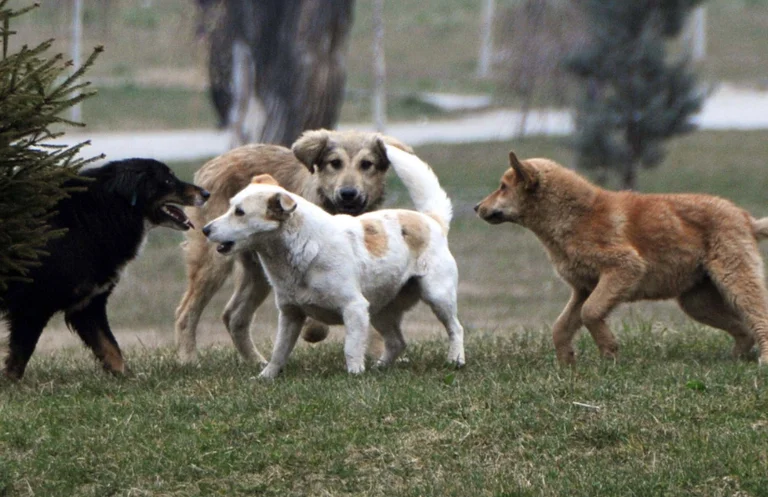 Pristina municipality will fine up to 3,000 euros those who violate the contract for adopting stray dogs