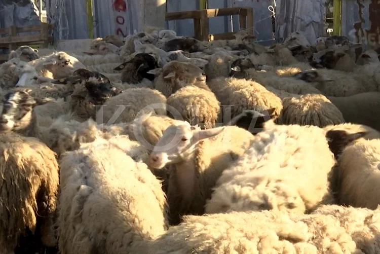 Një shkon deri në 350 euro’: Në prag Bajramit të Vogël, fermerë e qytetarë ankohen për çmimet