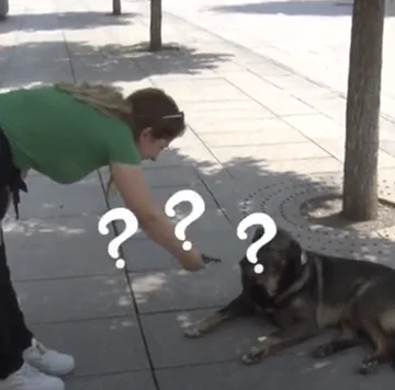 El reportero pregunta al perro: ¿Tienen $50 al mes? Citizens comment on Pristina municipality decision