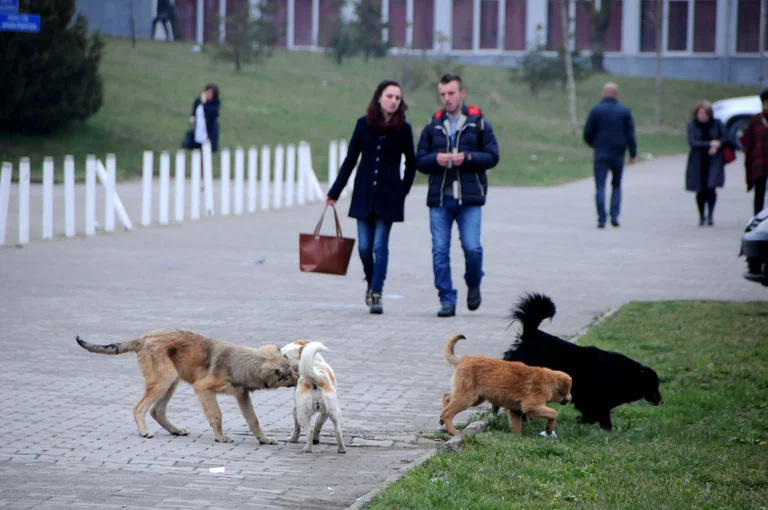 Animal Rights Foundation: 50 euro per cani erranti possono essere abusati
