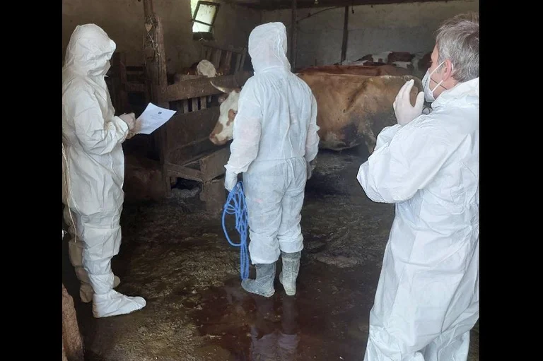 Trente-deux têtes détruites par la maladie de Brucelloza à Prizren et Gjilan