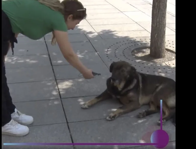 Il comune spiega le procedure di adozione: 50 euro al mese per un cane, fine in caso di maltrattamento