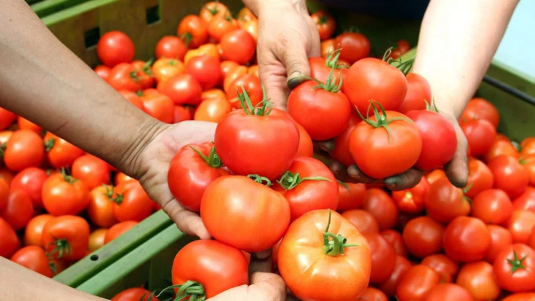 AUV: Domats from Albania within parameters allowed for consumption