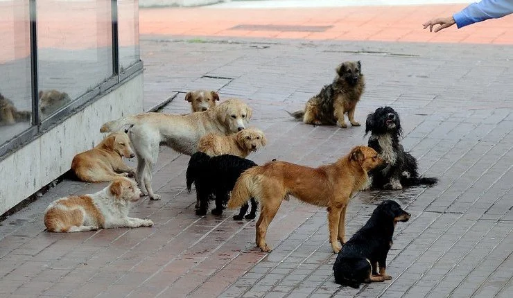 Il y a un chien dans le centre de Pristina