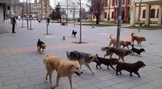 El problema con los perros vagabundos... Kurt da información