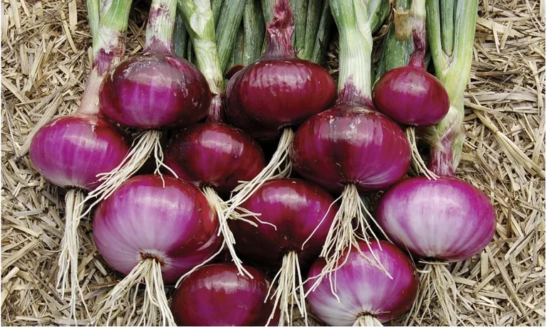 Kosovo no produce tantas cebollas, su precio se ha triplicado año tras año