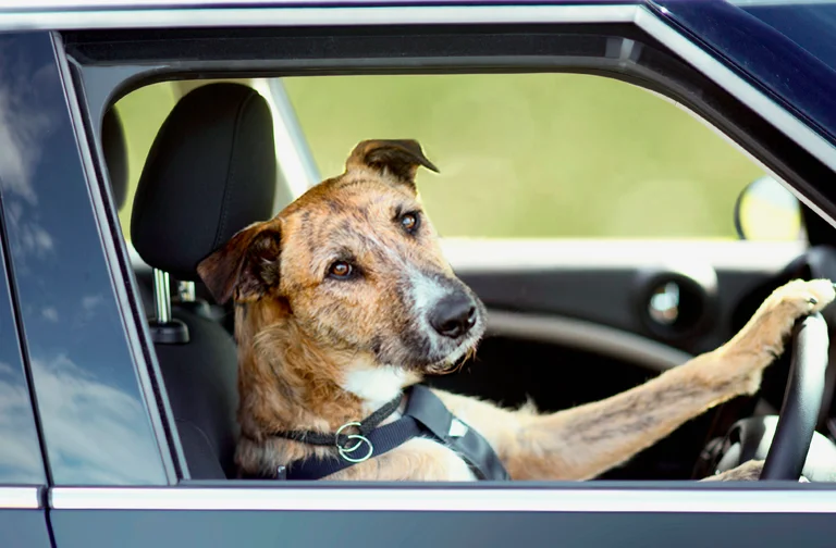 Esto también ocurre: El conductor borracho cambia su asiento con el perro para evitar el arresto