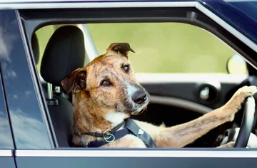 This also happens: The drunk driver changes his seat with the dog to avoid arrest