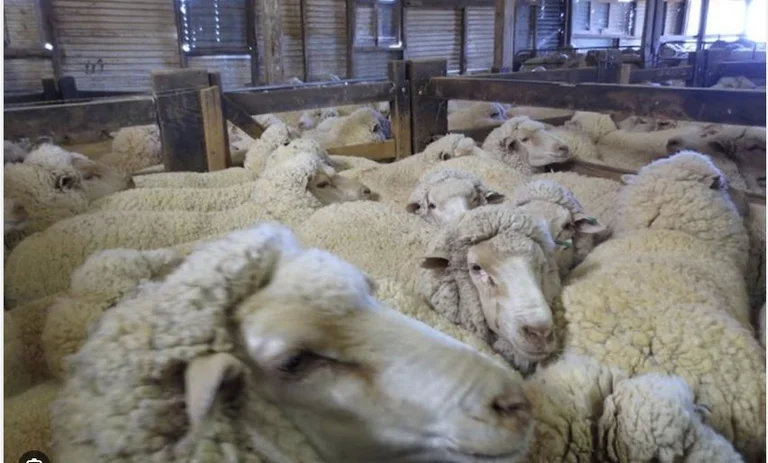 L'abattage des animaux, AUV avertit les inspections sur les marchés illégaux