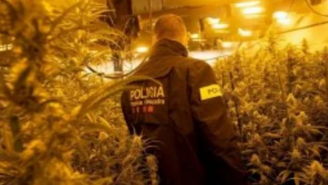 Español mata al albanés por 5 euros dentro de una plantación de marihuana