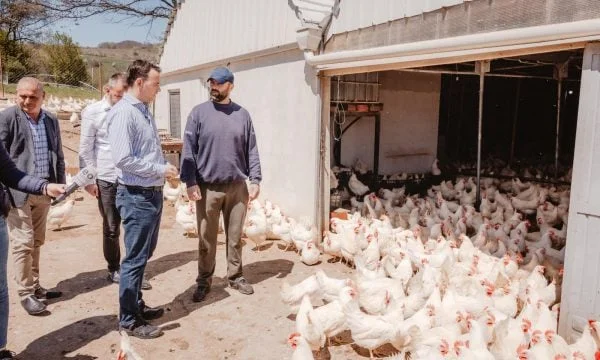La London y regresan a Kamenica para abrir aves