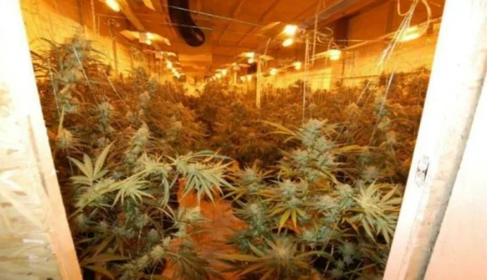 Cuatro albaneses arrestados en Alemania, capturados en una granja de cannabis