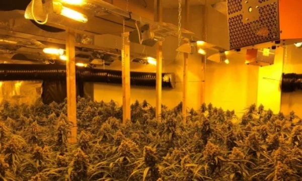 Canabis plantation discovered in Spain, four Albanian chains