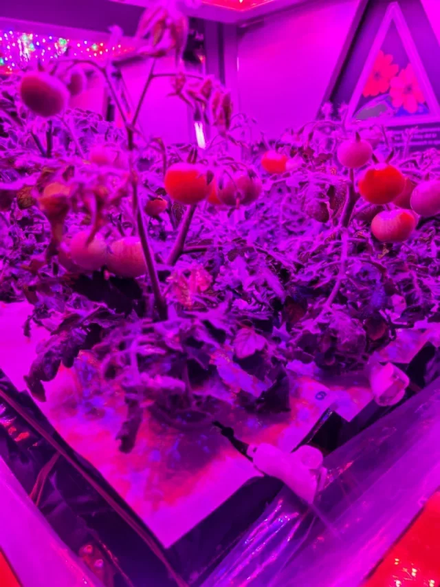 NASA trae tomates cultivados en el espacio