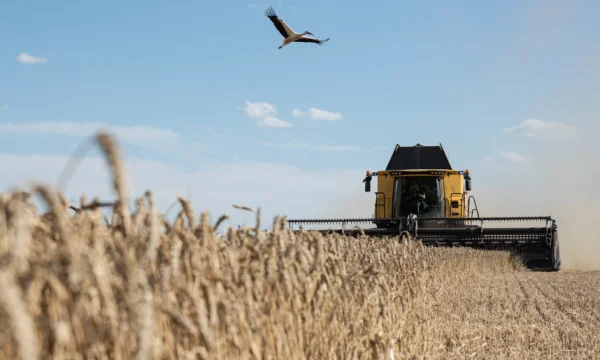 Polonia prohíbe las importaciones de trigo ucraniano para proteger a los agricultores locales