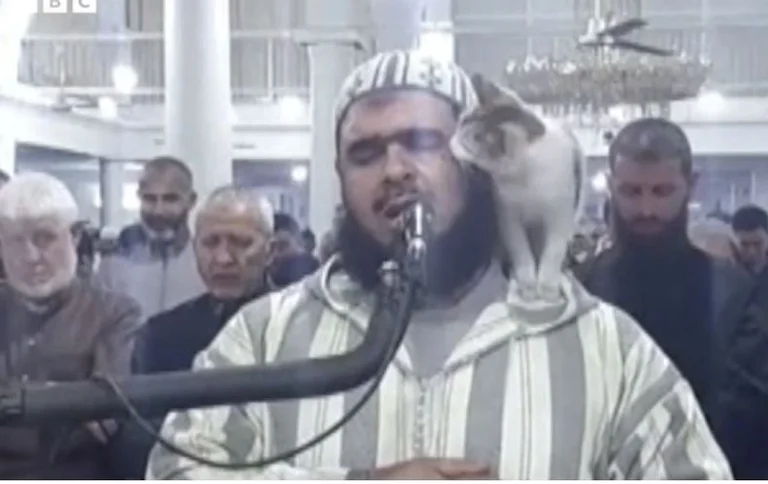 El gato salta sobre el imam mientras regalaba las terrazas en Argelia
