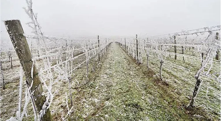 La nieve de hoy en Kosovo, los árboles, mientras disfrutan del trigo, hablan del periscopio como experto en agricultura