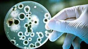 Alarme: Les infections des champignons se propagent rapidement