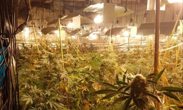Tre albanesi arrestati in Spagna, coltivando narcotici