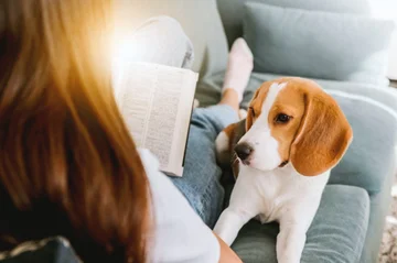 Cómo hacer su hogar amistoso para mascotas