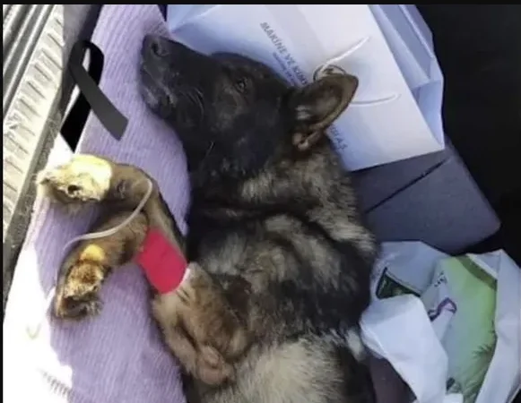 Der Heldhund, der zwei Menschen aus den Ruinen des Erdbebens nahm