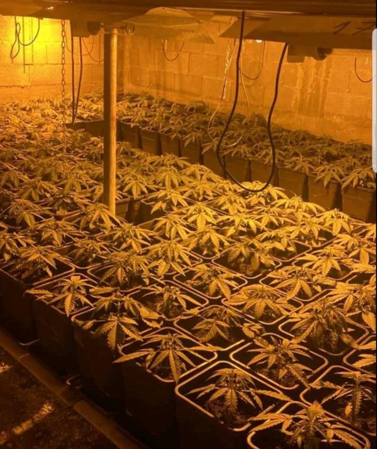 Dettaglio della polizia: Tre laboratori di droga scoperti a nord, arrestati