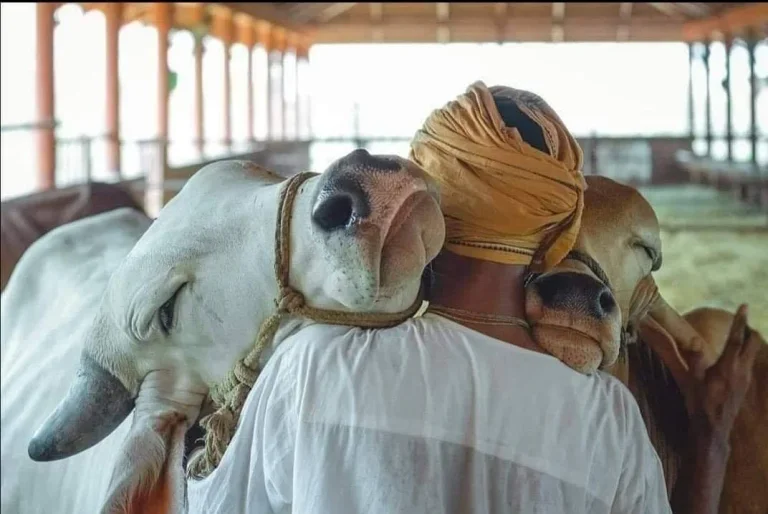 Indien fordert die Bürger auf, Kühe für den Valentinstag anzunehmen