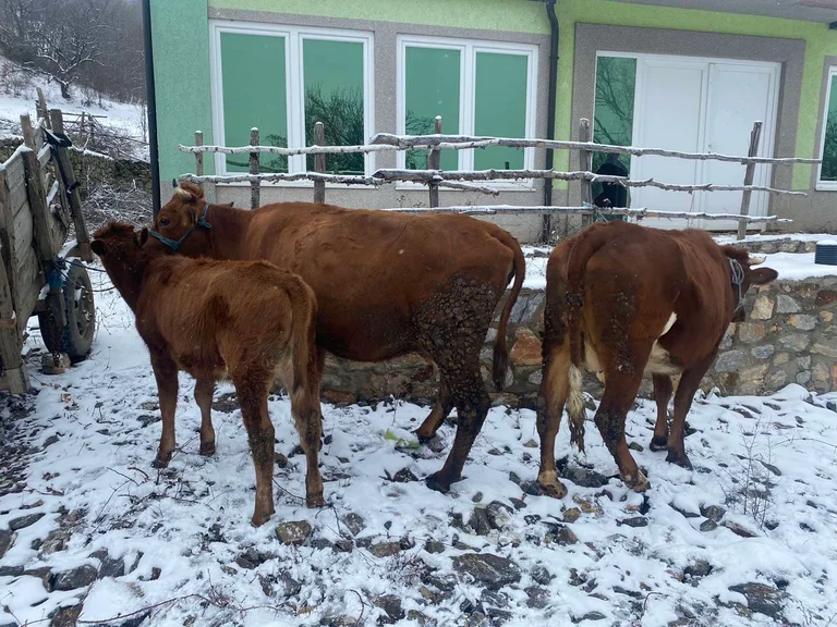 Er stellte zwei Kühe und ein Kalb illegal im Kosovo vor, verhaftete eine Person