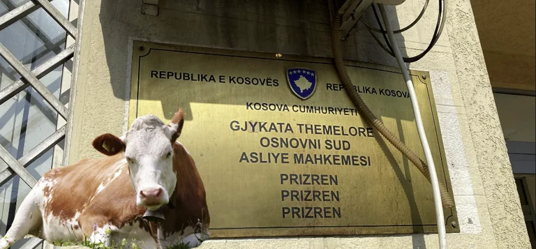 Teze e nip në gjykatë, përballen se e kujt ishte lopa që e shiti 70-vjeçarja (VIDEO)