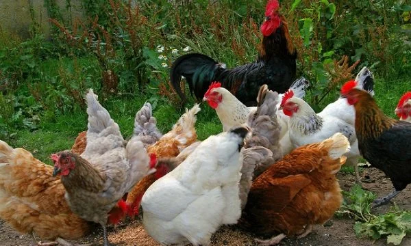 38 pollos robados de una mujer en Dronoc, Kline