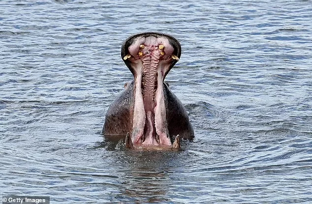 The hippo devours the 2-year-old and then brings him out alive