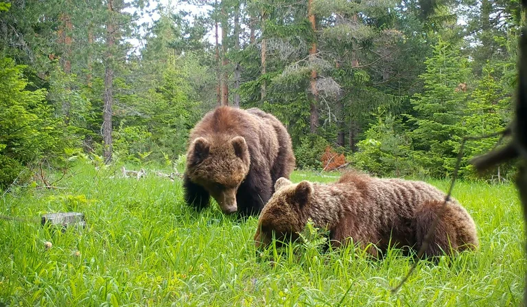 Les caméras filment les ours et les capturent à “Barres de Nemuna”