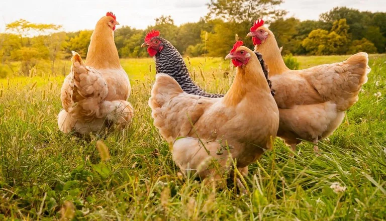 ¡Los pollos ya no se enferman!